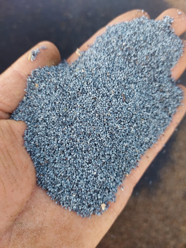 Dutch Blue Poppy Seed from the Frisian Wadden Coast – Premium Quality, Direct from the Grower ✔ Cleaned and dried ✔ Excellent color ✔ Grown with minimal use of