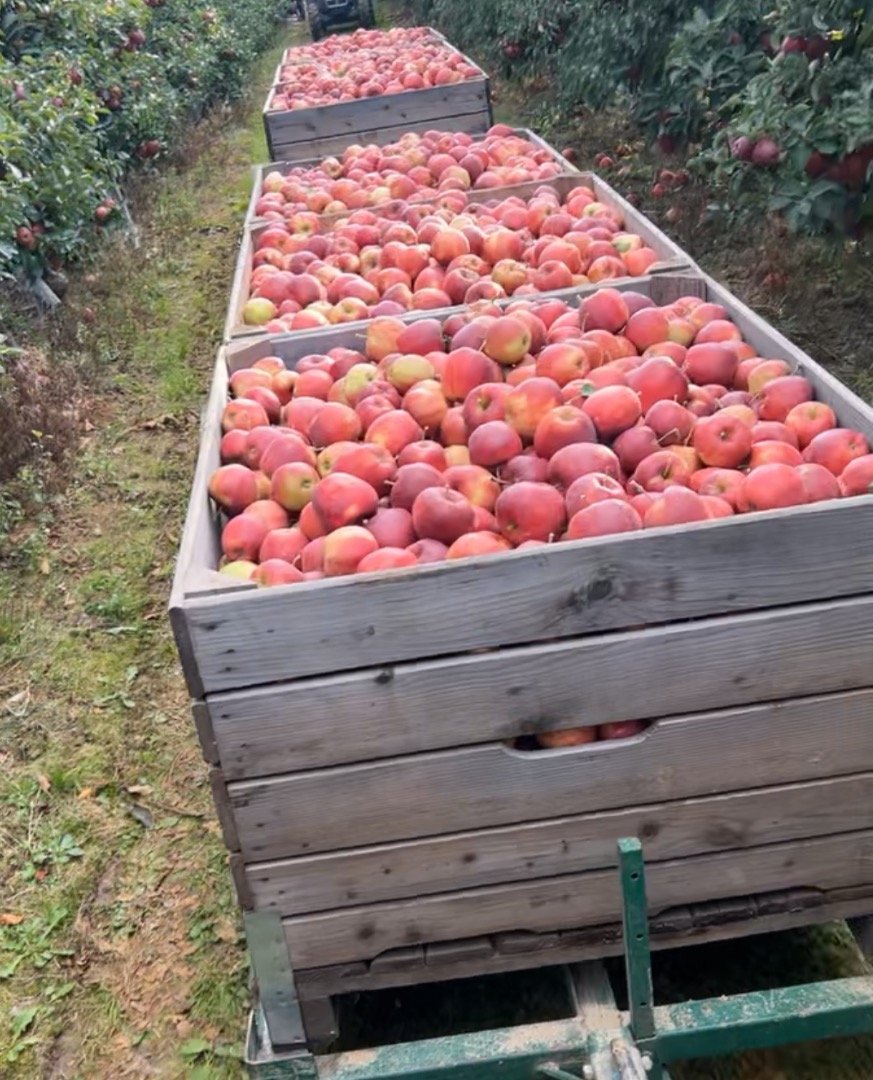 We have many Apple and pears : Red Jonaprince Mutsu Golden Najdared We want cooperate Wooden Box Pallen Box