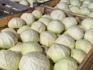 I am selling wholesale quantities of white cabbage for
