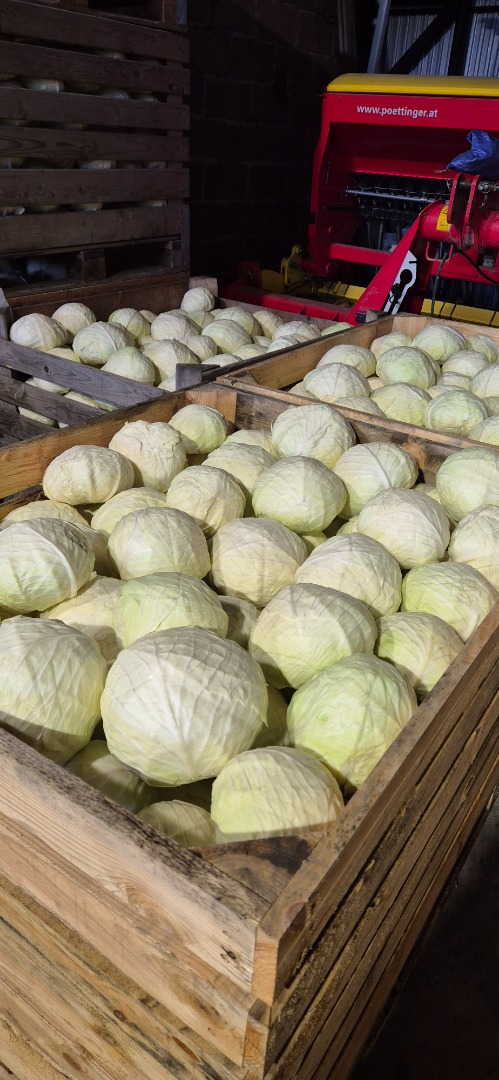I am selling wholesale quantities of white cabbage for industrial use as well as red cabbage, 1-3 kg in size