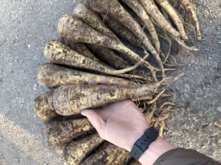 Parsnips - 2025 harvest, 200 tons. We offer fresh