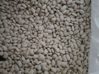 Hello, we have dwarf jack beans for sale. The