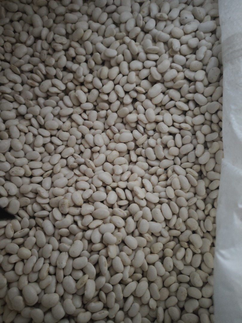 Hello, we have dwarf jack beans for sale