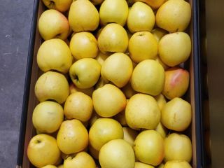 Golden, Prince, Gala, Champion, Idared. Wholesale delivery by trucks,
