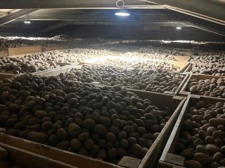 I will sell edible potatoes of the following varieties: