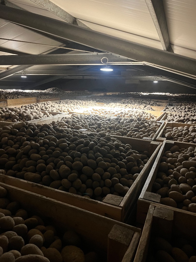 I will sell edible potatoes of the following varieties: GALA, QUENN ANNA, BERNINA, CORINA, full truck quantities, packaging 15, 10, 5 kg, sewn bag, bibgag or