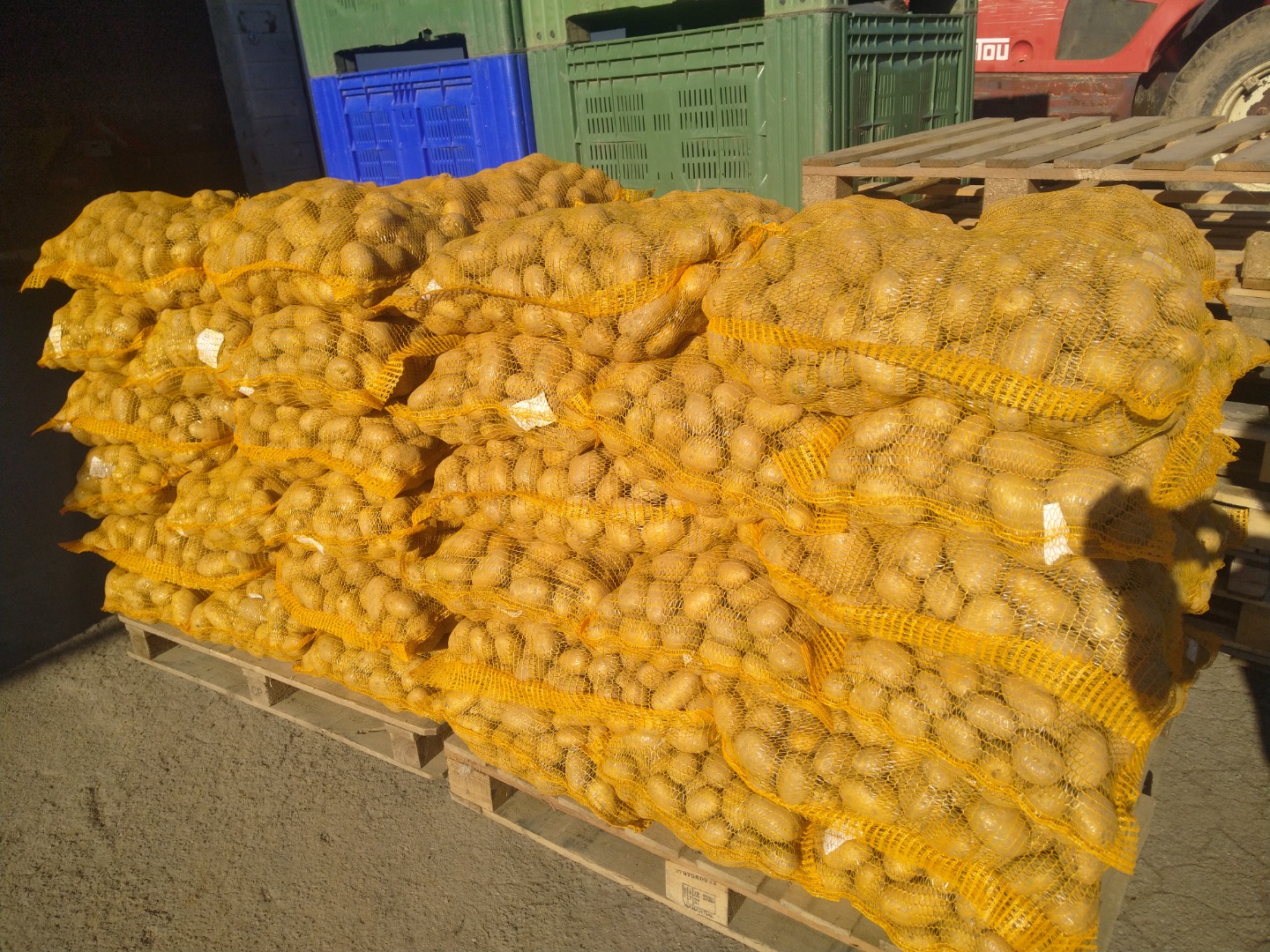 I sell potatoes, SUNITA variety, hand-tied mesh bags 25kg
