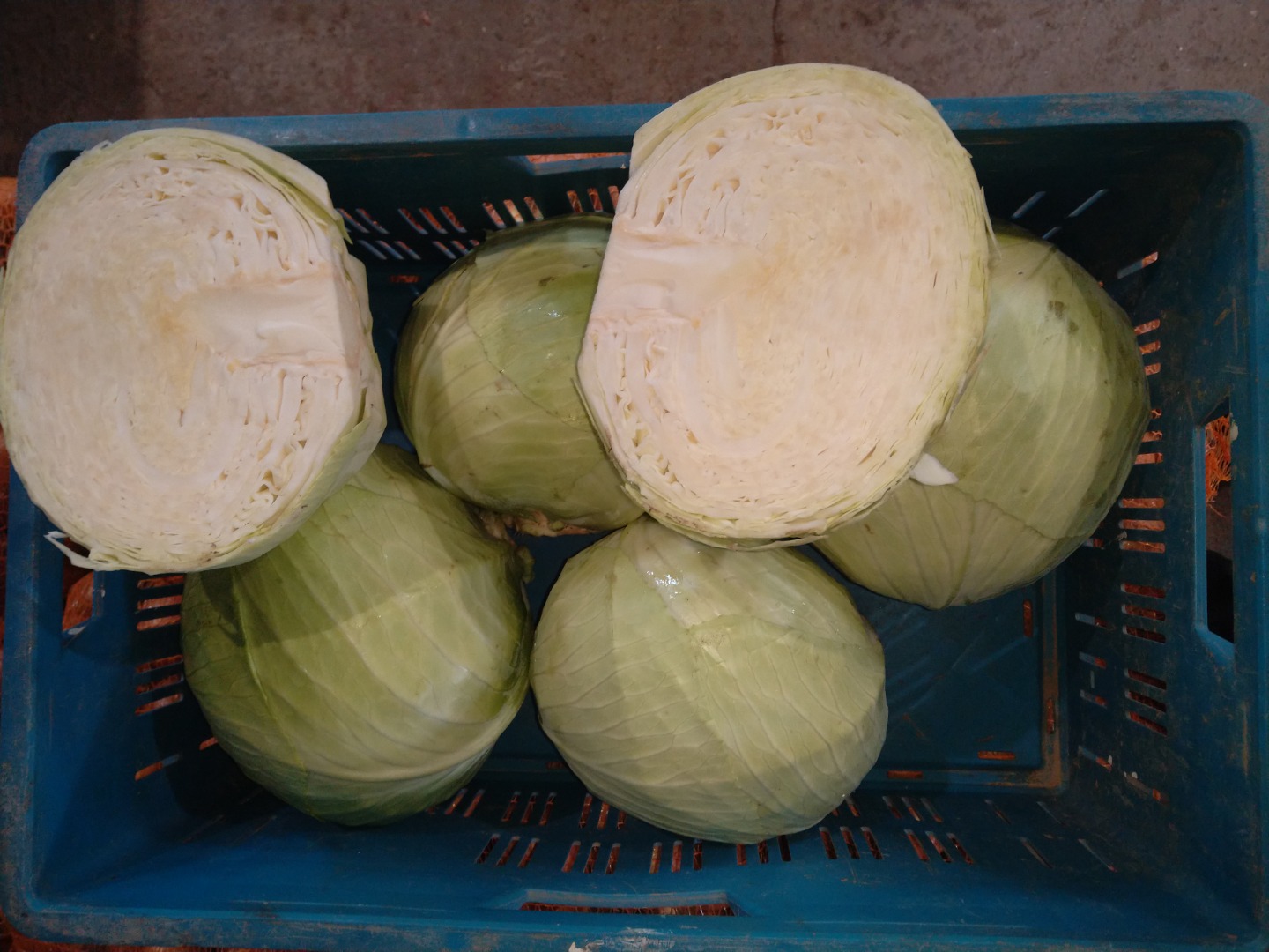 I am selling white cabbage, Ancoma variety, head 2-4 kg