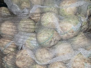Celery for sale, 0.4-1.3 kg caliber. Market quality. For