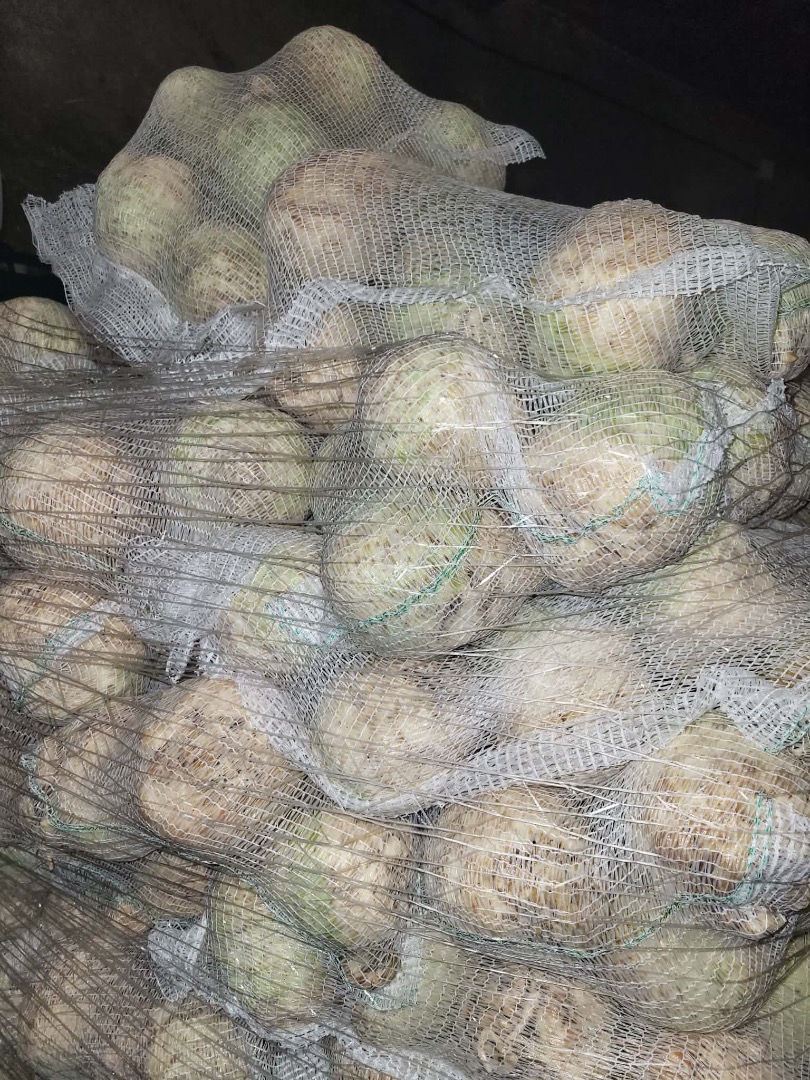 Celery for sale, 0.4-1.3 kg caliber