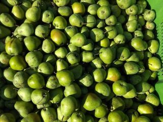 I will sell Lukasówka pear and Conference. We are