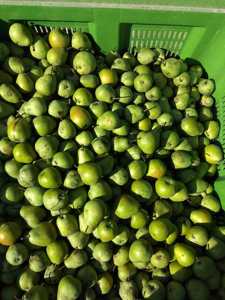 I will sell Lukasówka pear and Conference