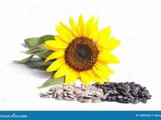 •Our company produce the high-quality Sunflower seeds and kernels
