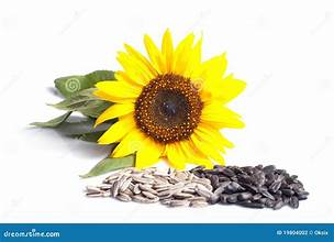 •Our company produce the high-quality Sunflower seeds and kernels for human consumption and birdfeed.• Packaging: 25 kg bags (custom options available) on