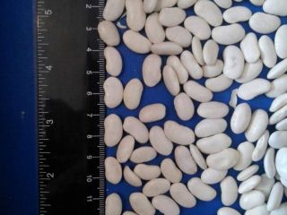 Premium quality white beans available for sale. Varieties: Lopatka