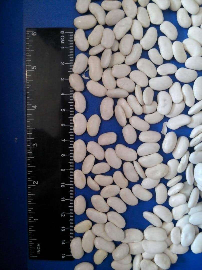 Premium quality white beans available for sale