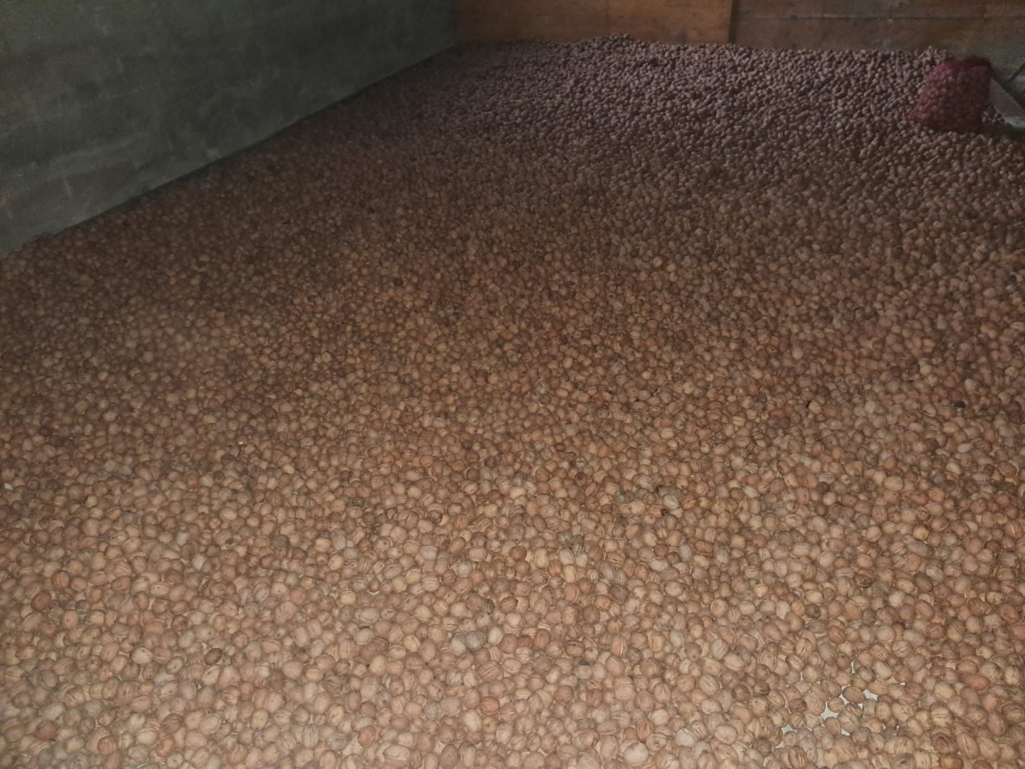 Dried, shelled Franquette walnuts for sale in bulk