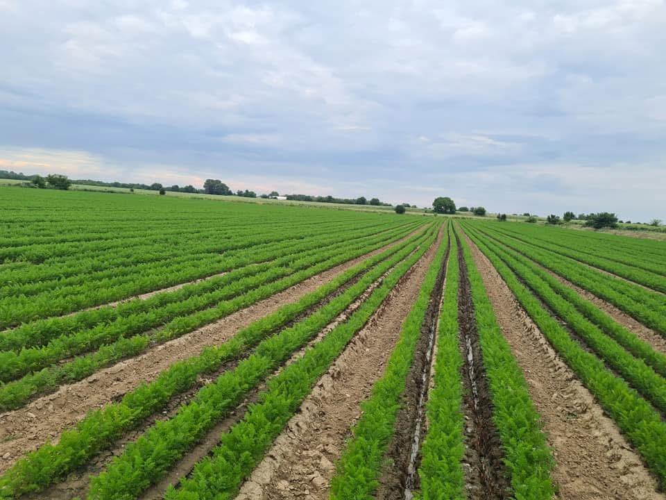 Siamo un'azienda a conduzione familiare che coltiva carote certificate GLOBAL.GAP tutto l'anno su 2000 acri di terreno agricolo! Offriamo carote fresche in