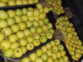 I will sell Idareta 65+ quantity of trucks and