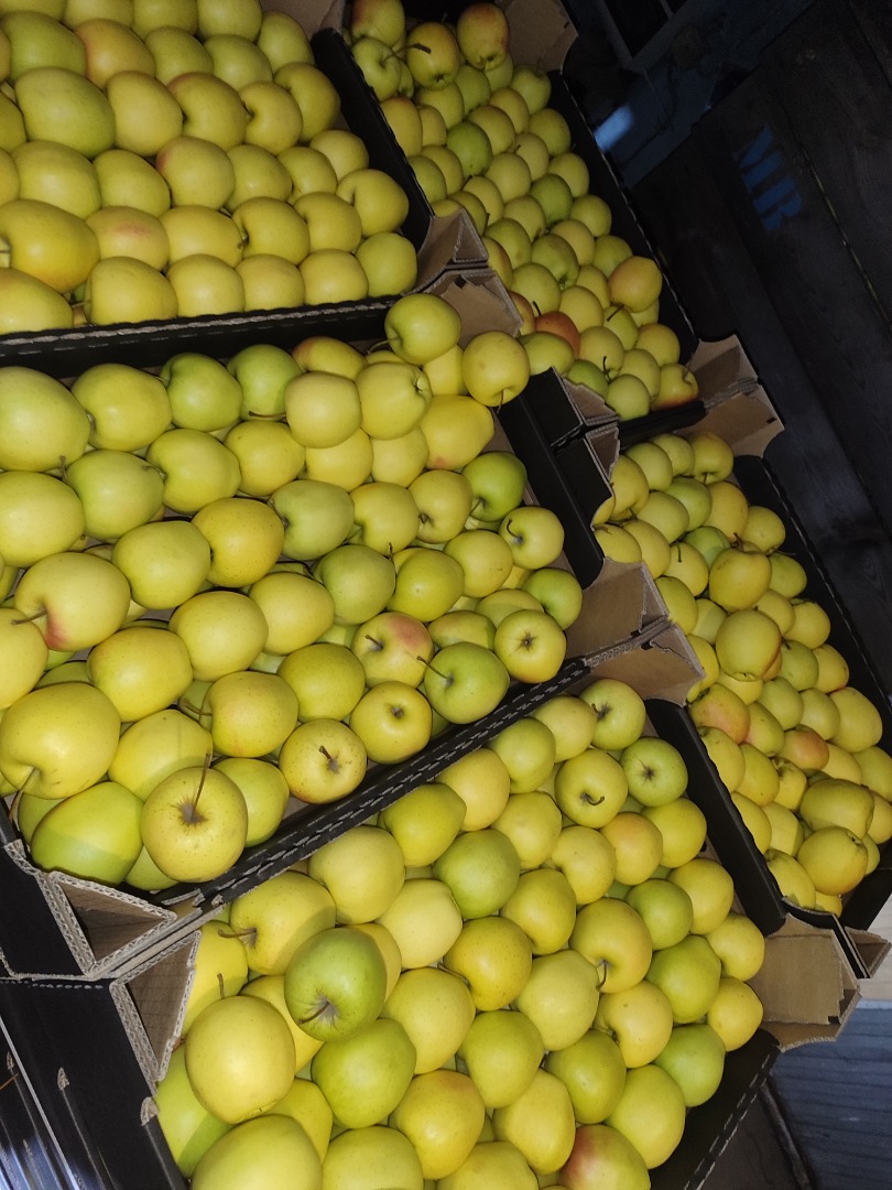 I will sell Idareta 65+ quantity of trucks and golden retriever