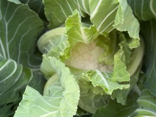 I am selling Santa Maria cauliflower, approximately 2-3 tons.