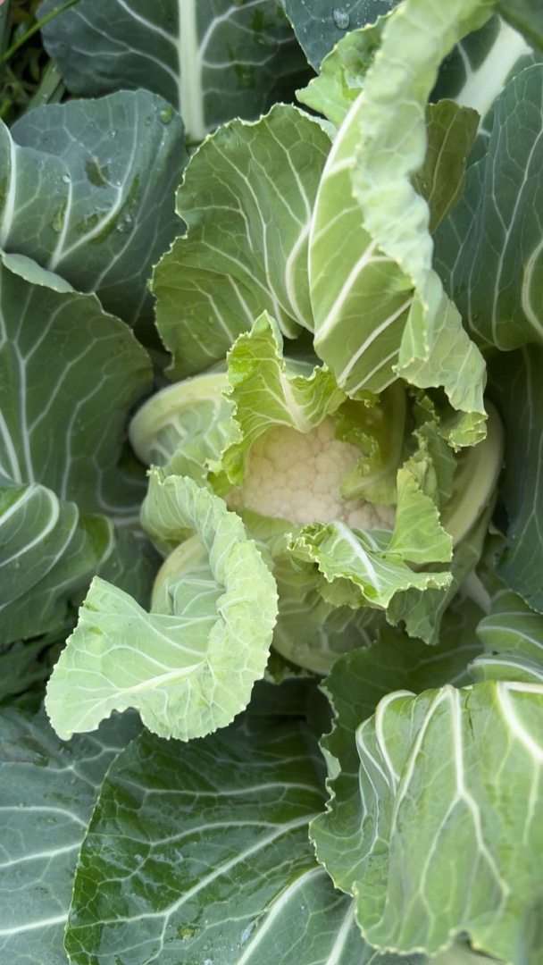 I am selling Santa Maria cauliflower, approximately 2-3 tons