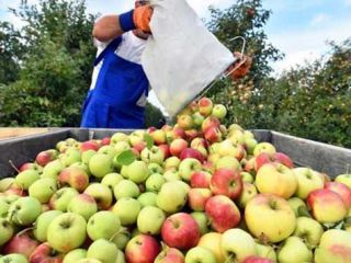 We can offer 50-200 tons of different varieties of