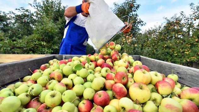 We can offer 50-200 tons of different varieties of apples for juice!
