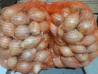 I'm selling Exhibition sweet onions from this year's harvest.