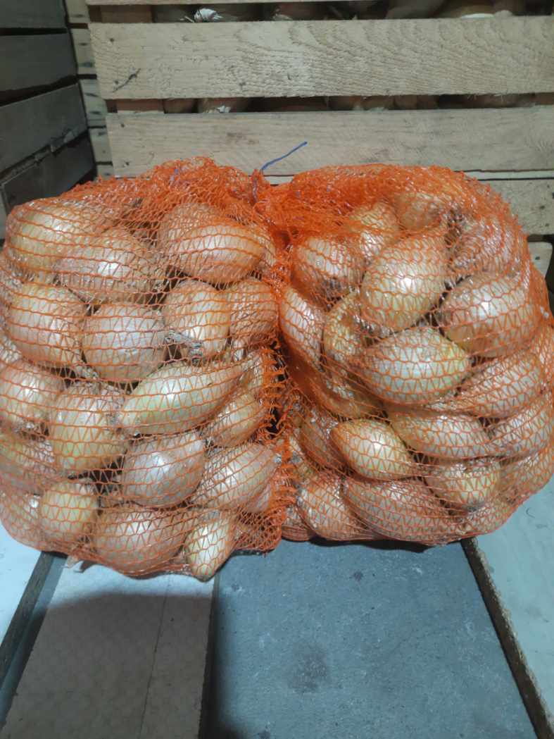 I'm selling Exhibition sweet onions from this year's harvest