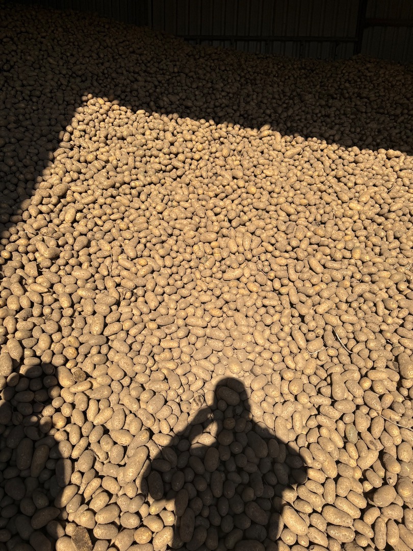 I will sell edible potatoes with phytosanitary tests queen Anna, Gala, Essme, Lili packaging 15 kg bag on a pallet track quantities welcome