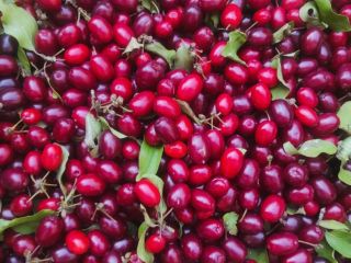 For sale 200 kg of Juliusz dogwood variety (Cornus