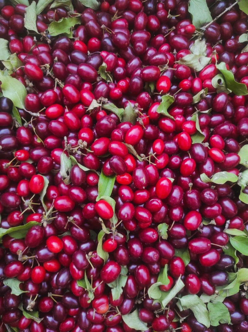 For sale 200 kg of Juliusz dogwood variety (Cornus mas Juliusz)