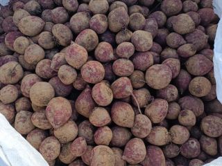 I'm selling red beets of the Monty variety. Market