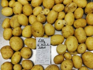 Selling large potatoes, variety Lilly. By the truckload, directly