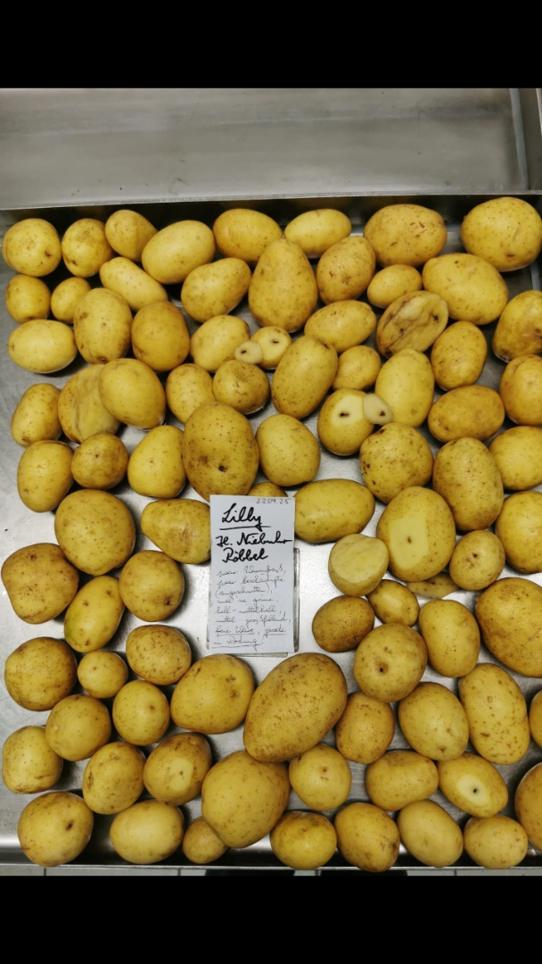Selling large potatoes, variety Lilly