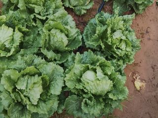 Good quality romaine lettuce (Isasa and iceberg varieties). Price