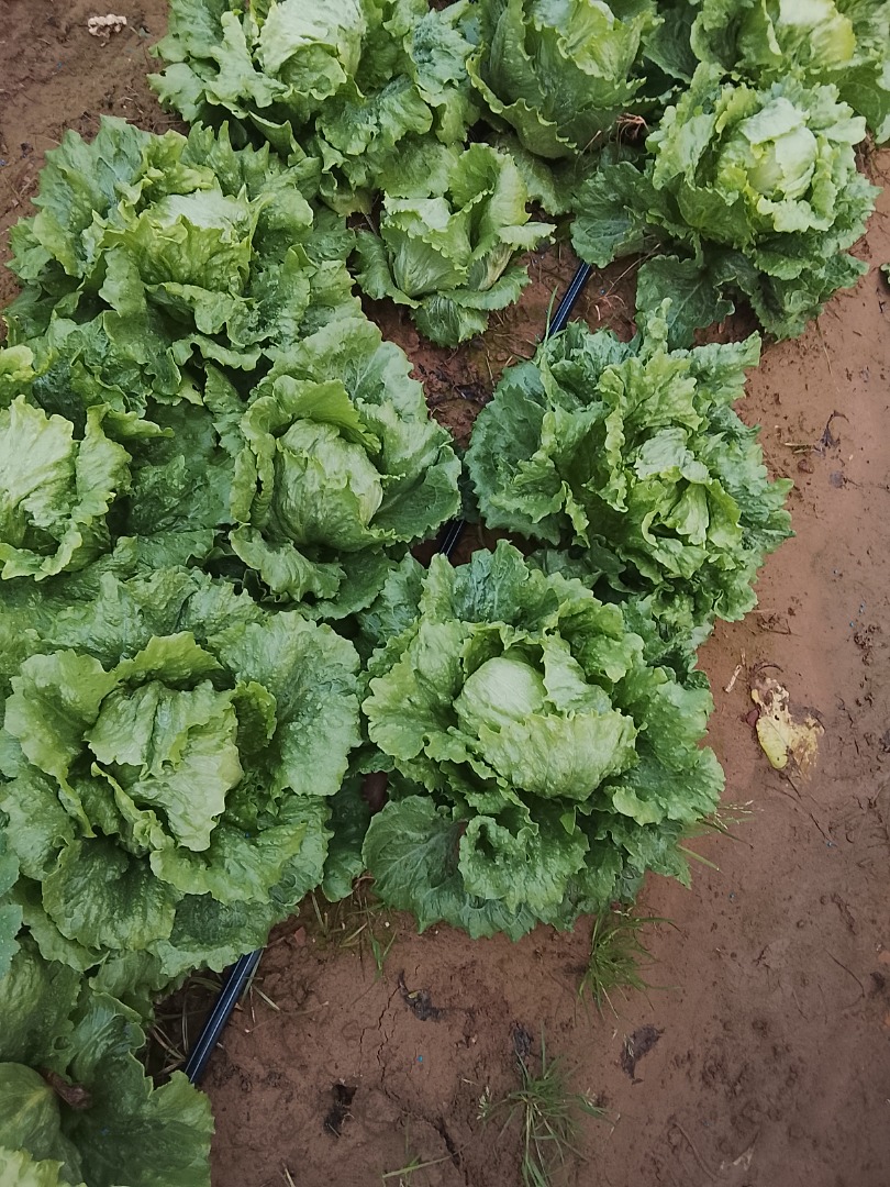 Good quality romaine lettuce (Isasa and iceberg varieties)