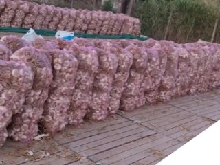 125000 bulbs in bunches of 25 pcs. in bags