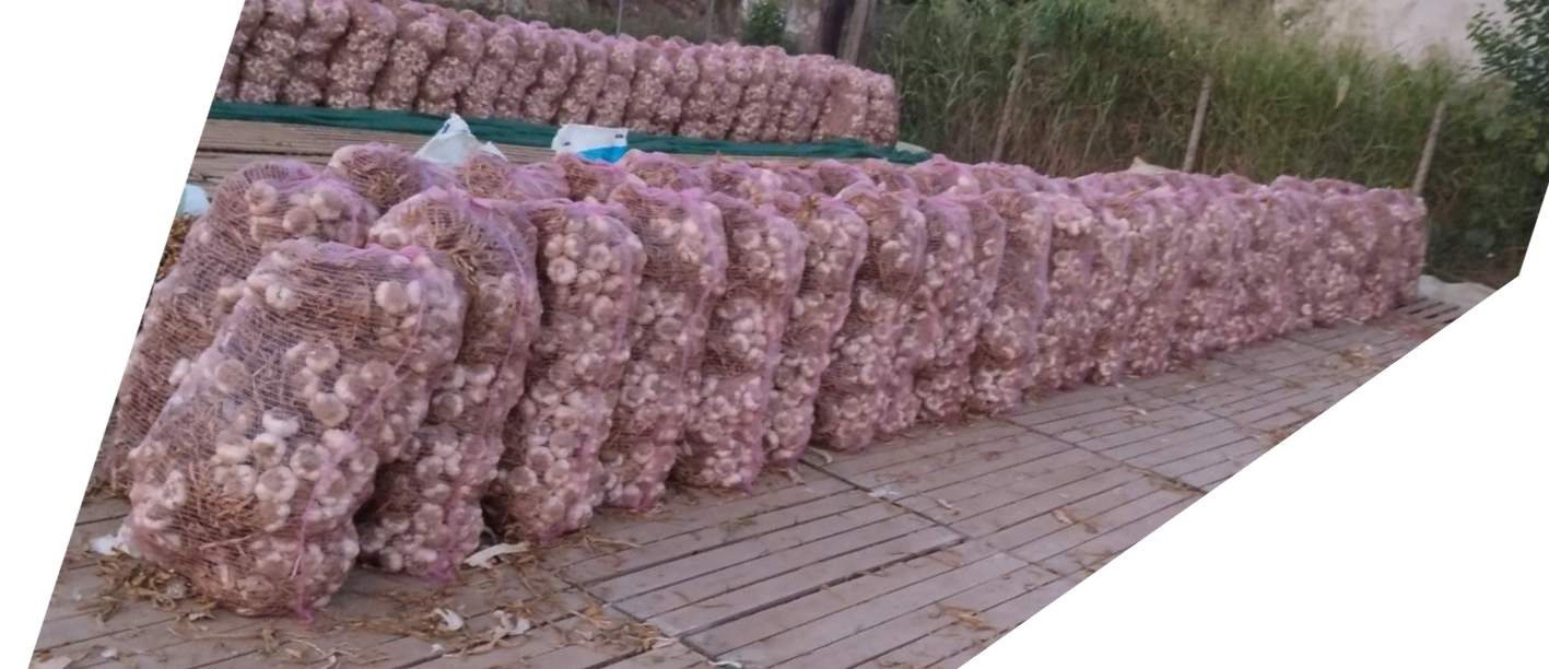 125000 bulbs in bunches of 25 pcs