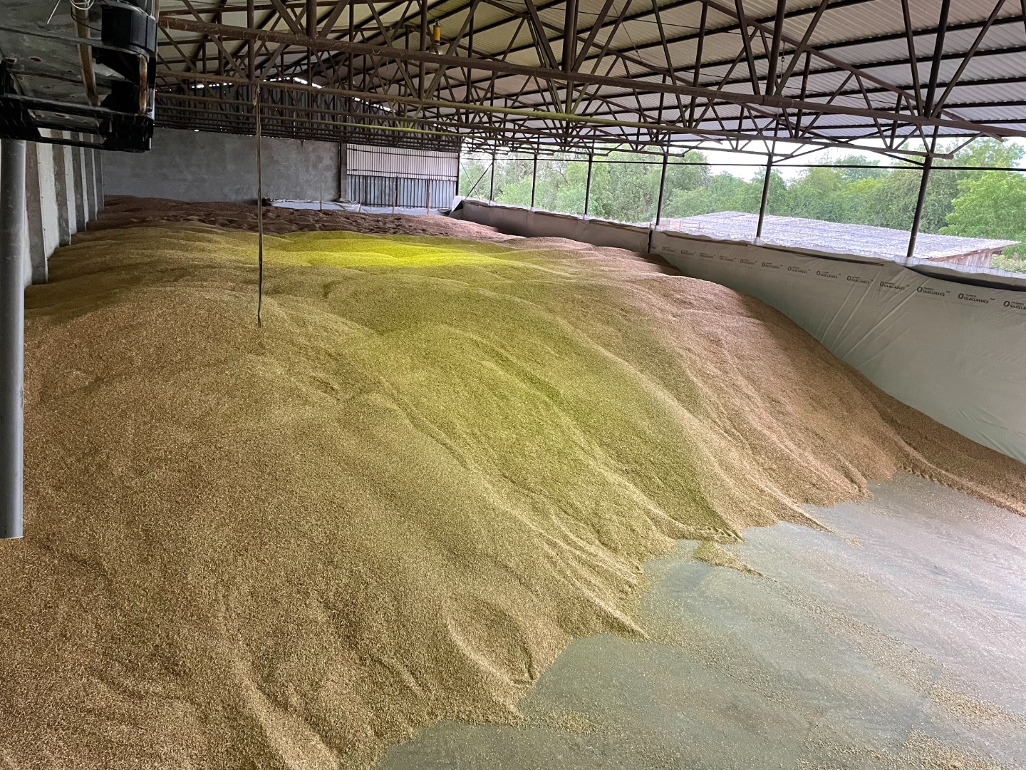 We sell organic peeled spelt 2025 g in quantities up to 20 t, packed in jumbo bags