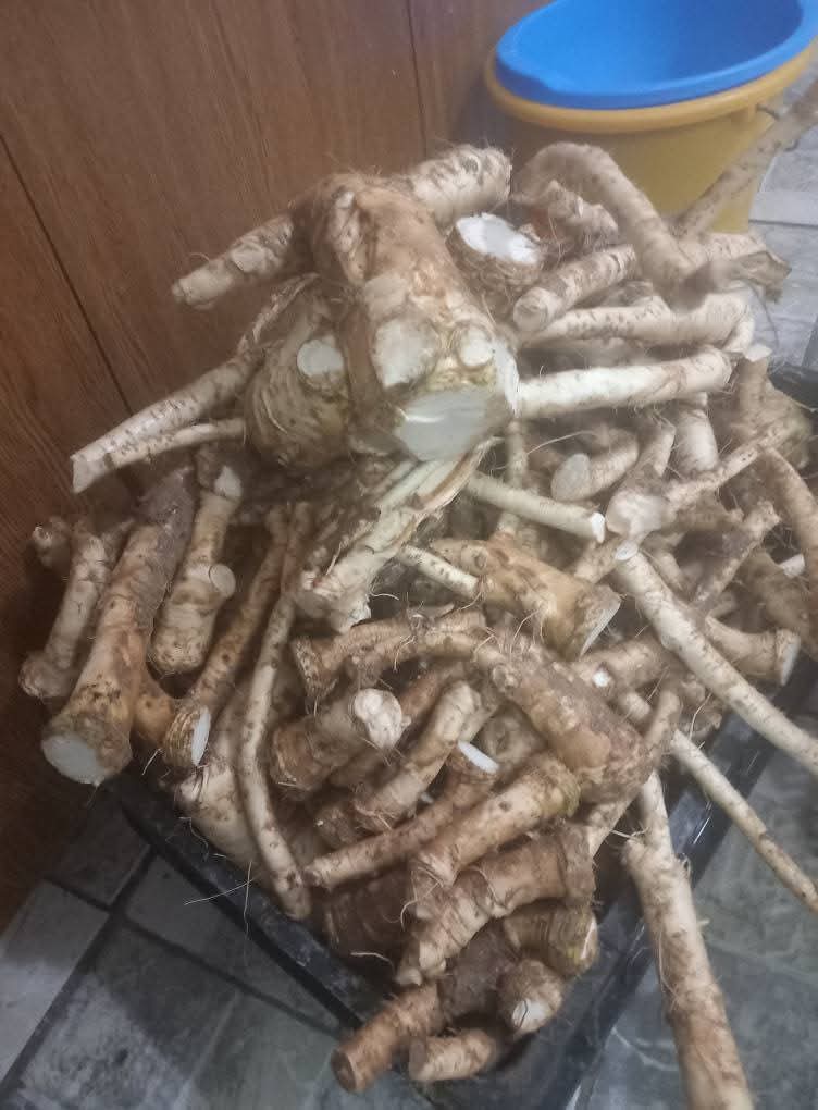 Homemade horseradish for sale In roots In jars