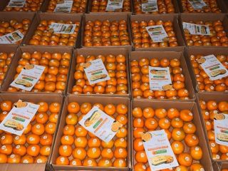 We are pleased to offer premium-quality fresh oranges directly