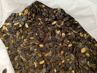 I will sell Gleisdorfer pumpkin seeds