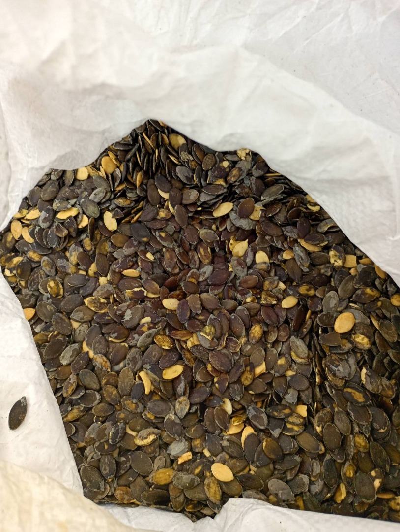 I will sell Gleisdorfer pumpkin seeds