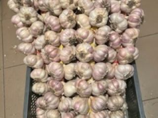 I'm selling Harnaś garlic. We offer sizes 4.5 to