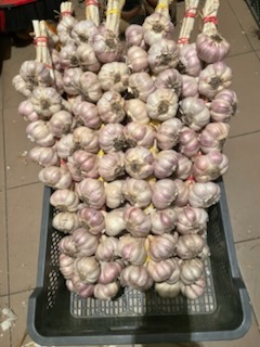 I'm selling Harnaś garlic