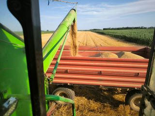 Selling 100 tons of wheat, 3rd class, Hectoliter 80+