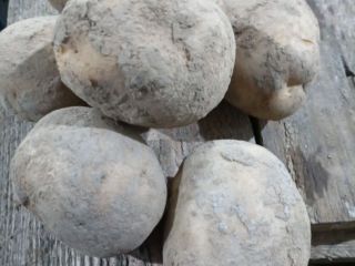 I am selling edible potatoes of the following varieties: