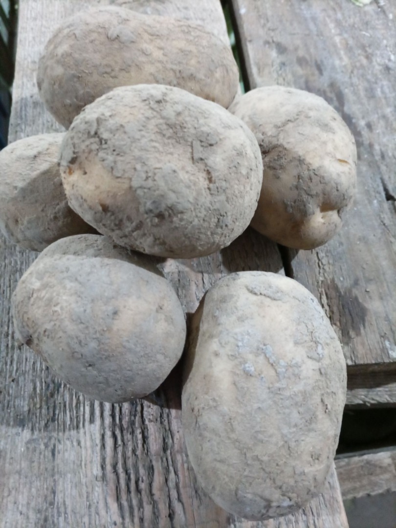 I am selling edible potatoes of the following varieties: Queen Anna, Jurek, and Otolia